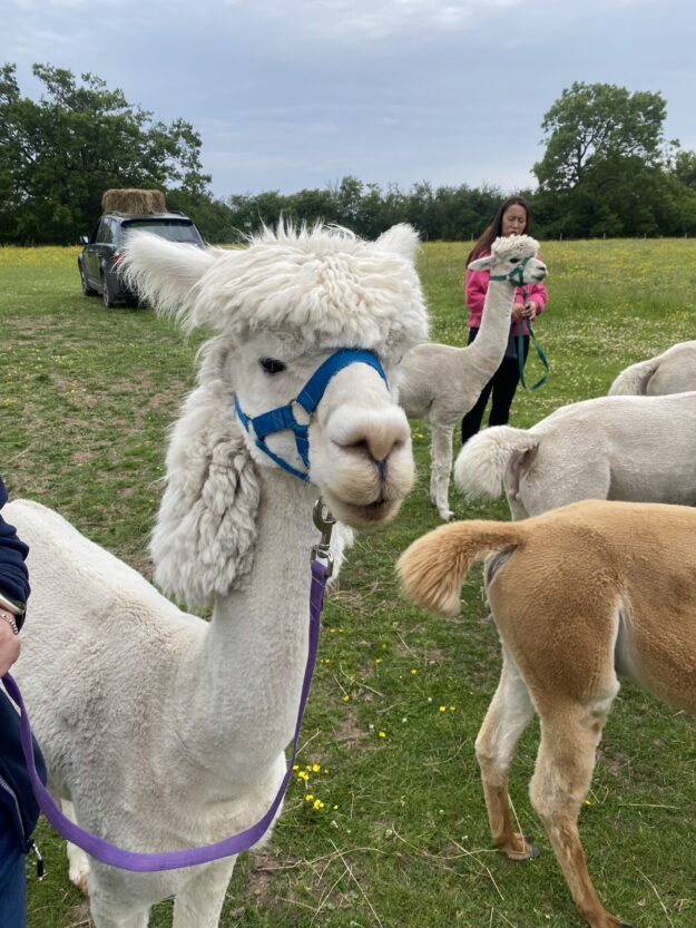Go Alpaca Walking